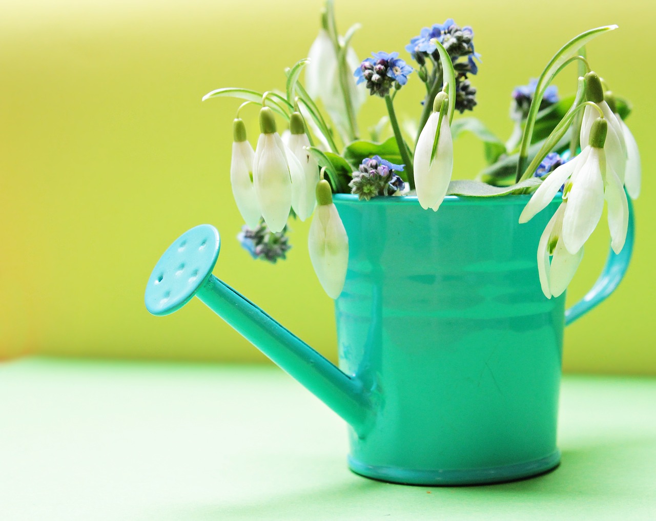 Image - snowdrop forget me not flowers