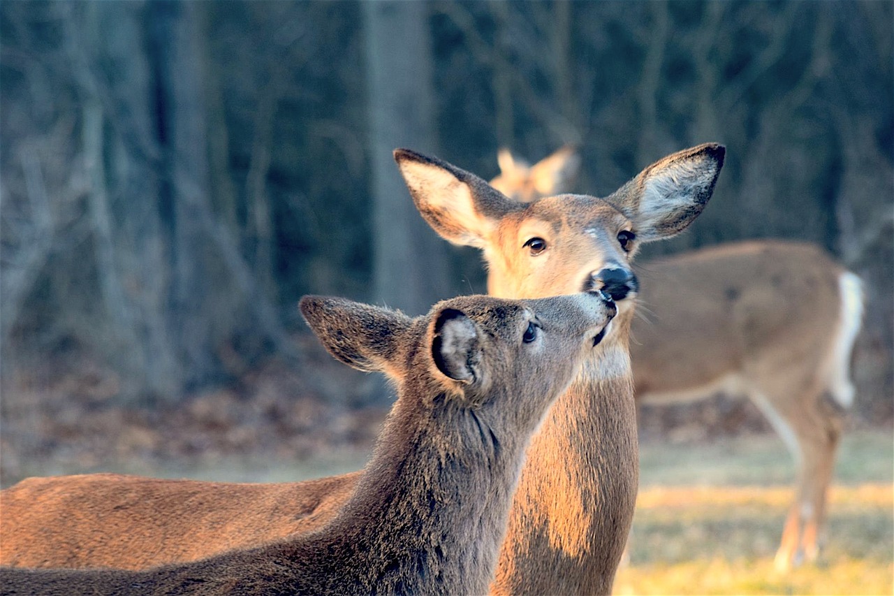 Image - deer kiss sweet wildlife animal