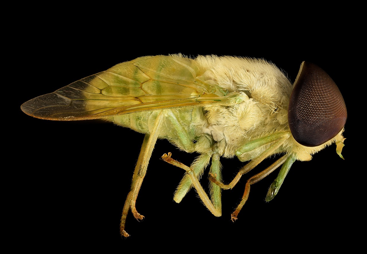 Image - horse fly macro insect close up