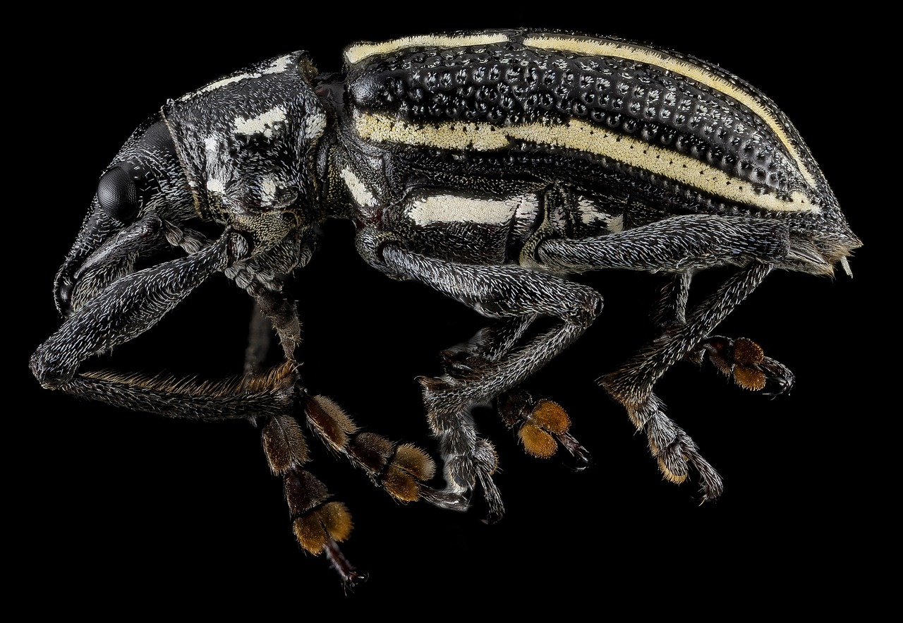 Image - weevil macro insect wildlife