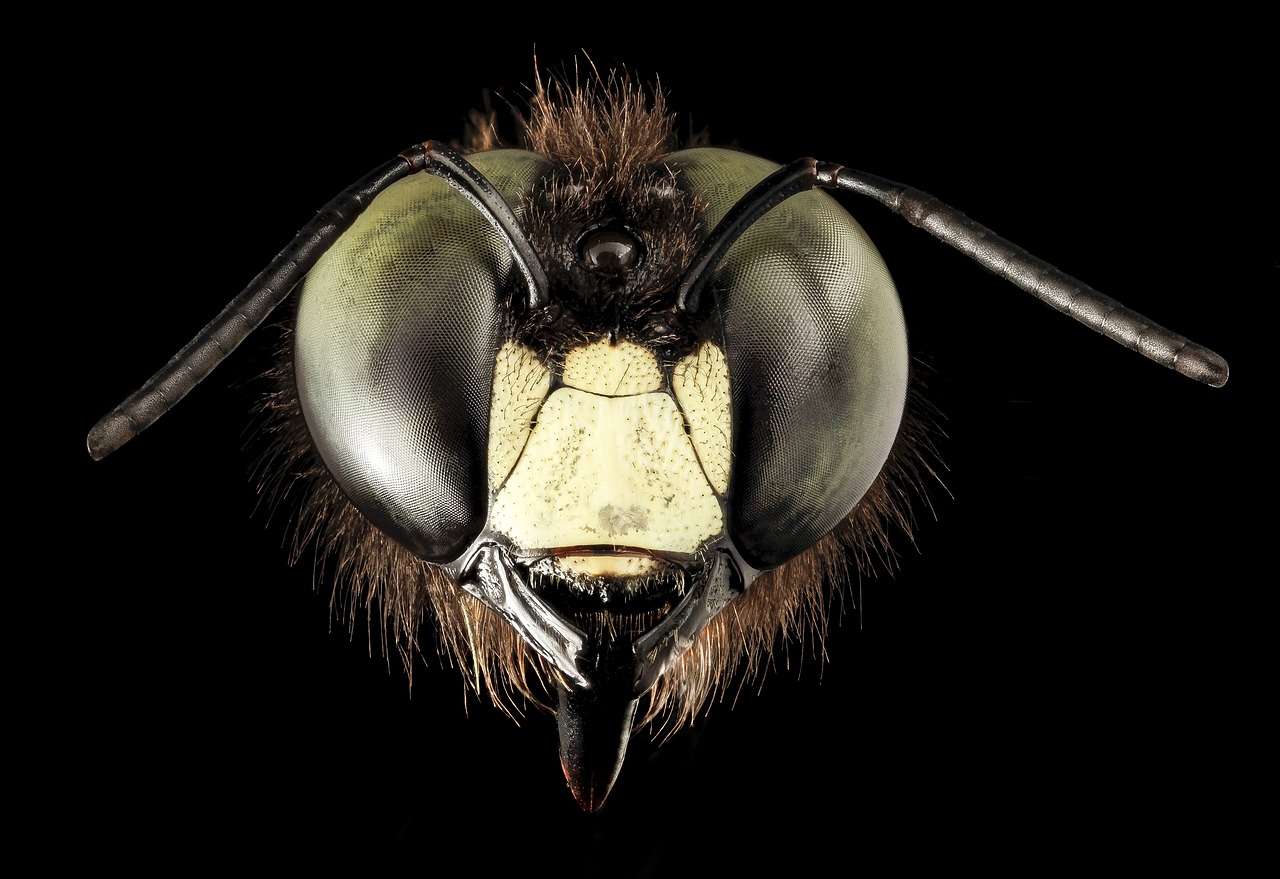 Image - eastern carpenter bee eyes macro