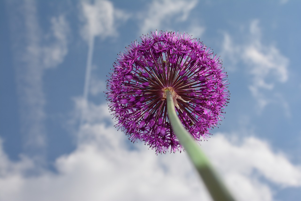 Image - ornamental onion purple flower