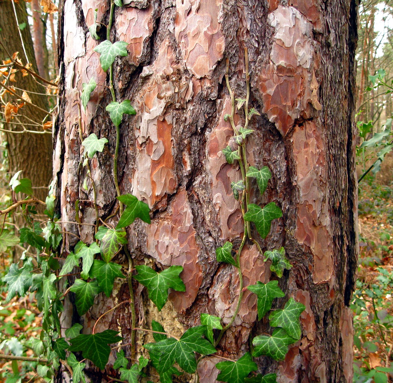 Image - tree log bark forest green