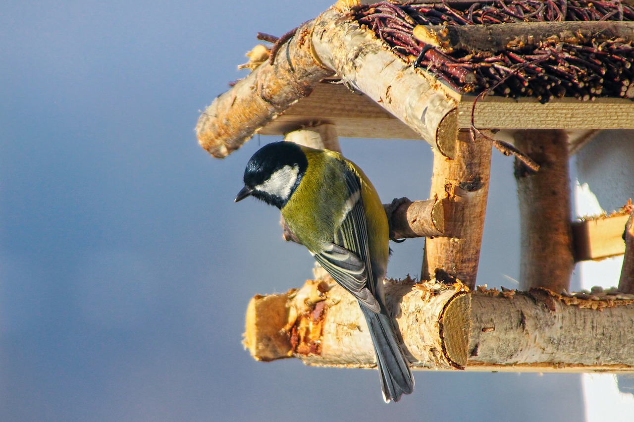 Image - nature birds great tit