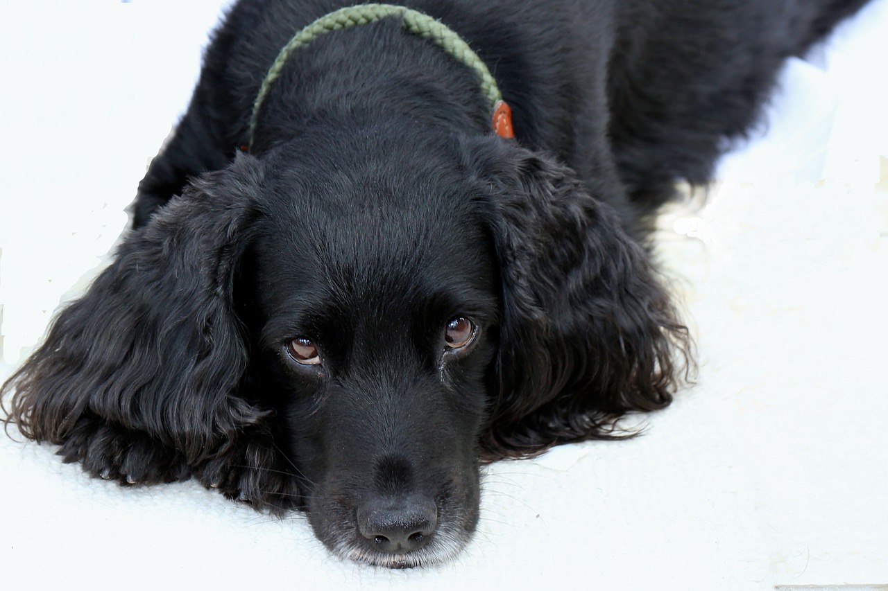 Image - cocker spaniel watching you dog