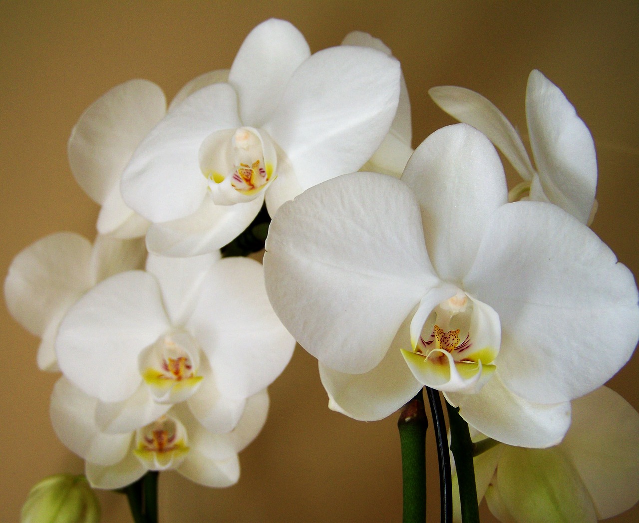 Image - orchid white flower room plant