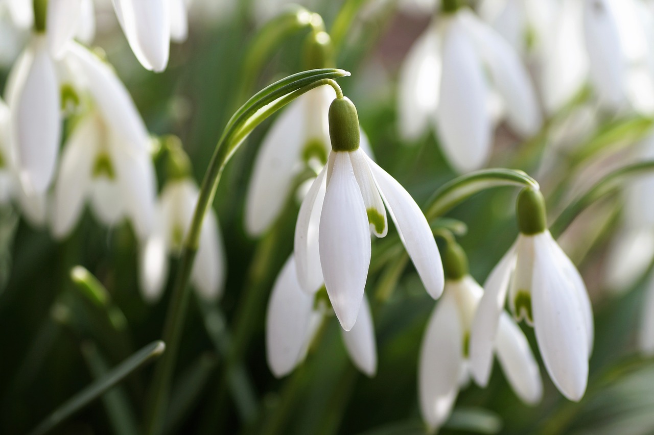 Image - snowdrop the messenger of spring