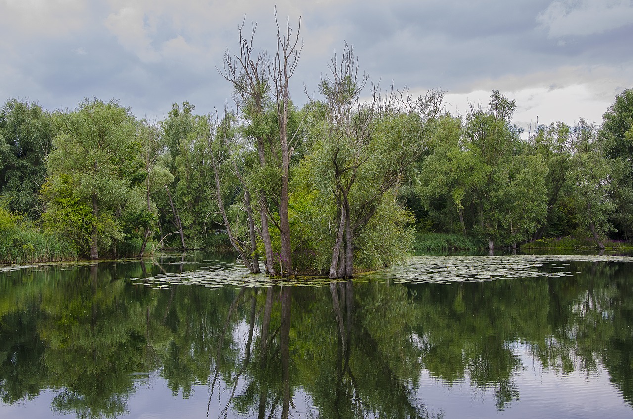 Image - tree on the lake scene reflection