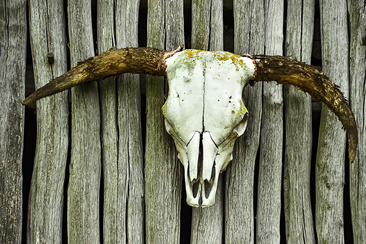 Image - skull beef bone horns