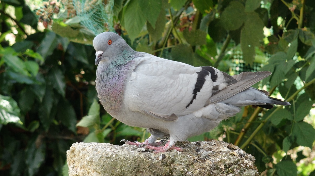 Image - pigeon bird standing gray plumage