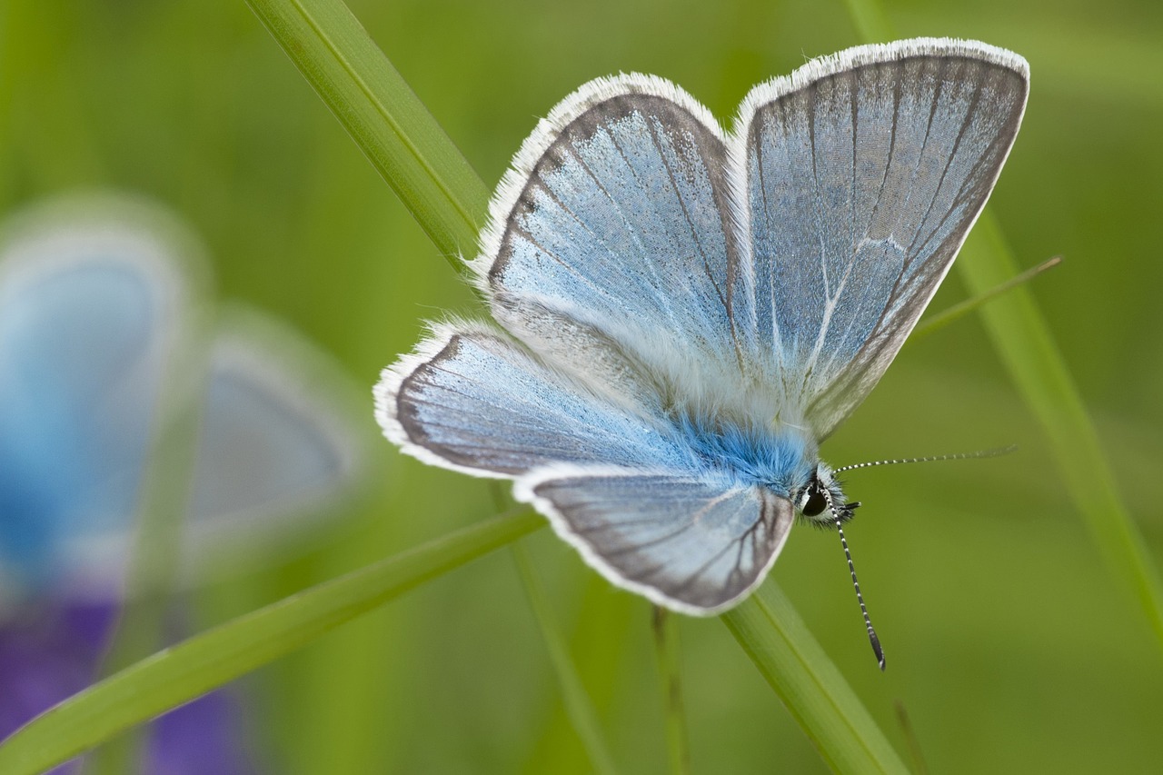 Image - mongolia halyamaat buterflies blue