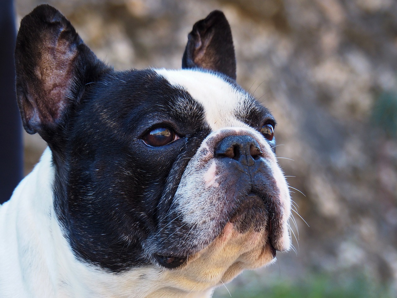 Image - french bulldog portrait dog pet