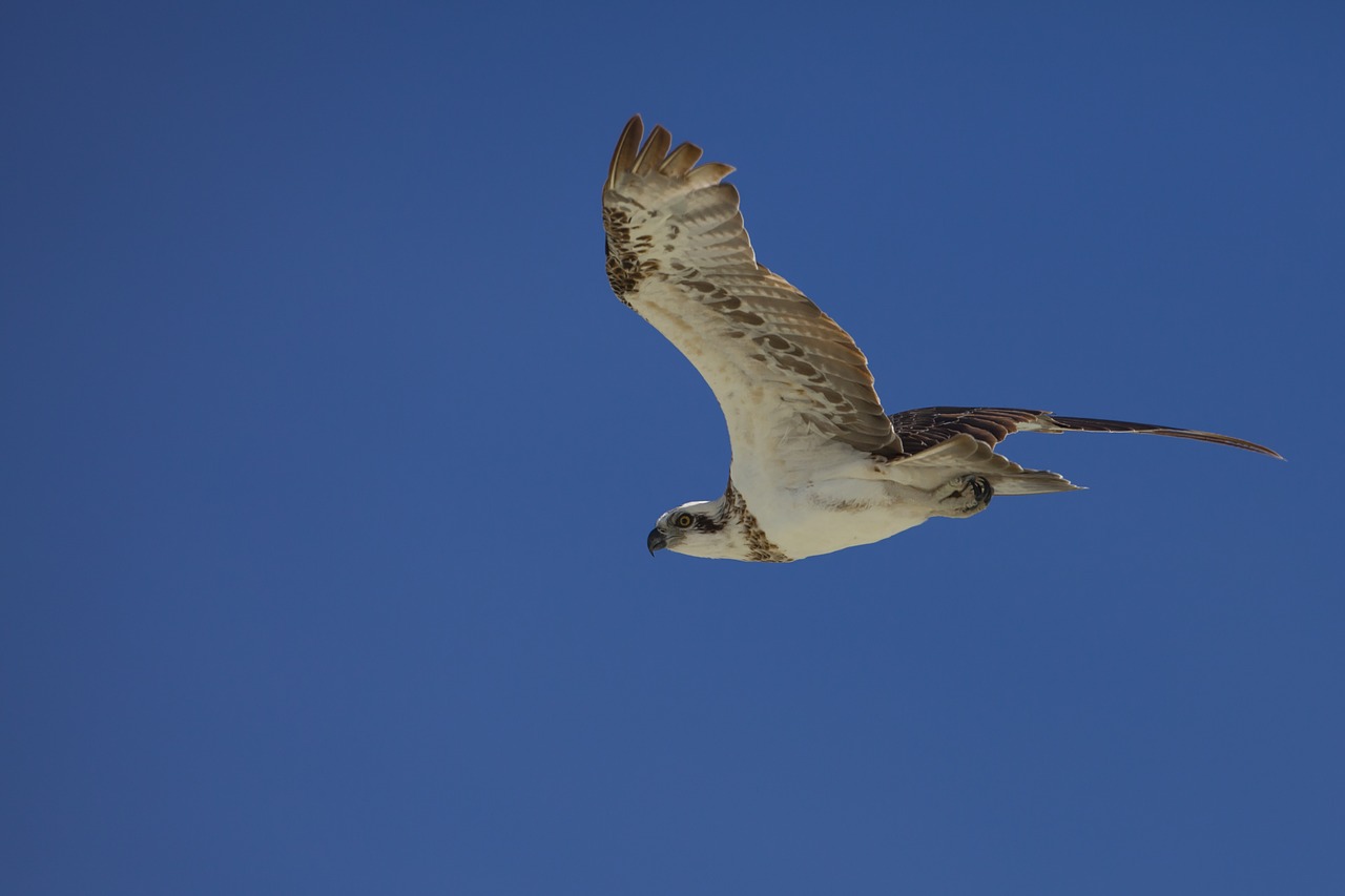 Image - bird osprey indonesia halmahera