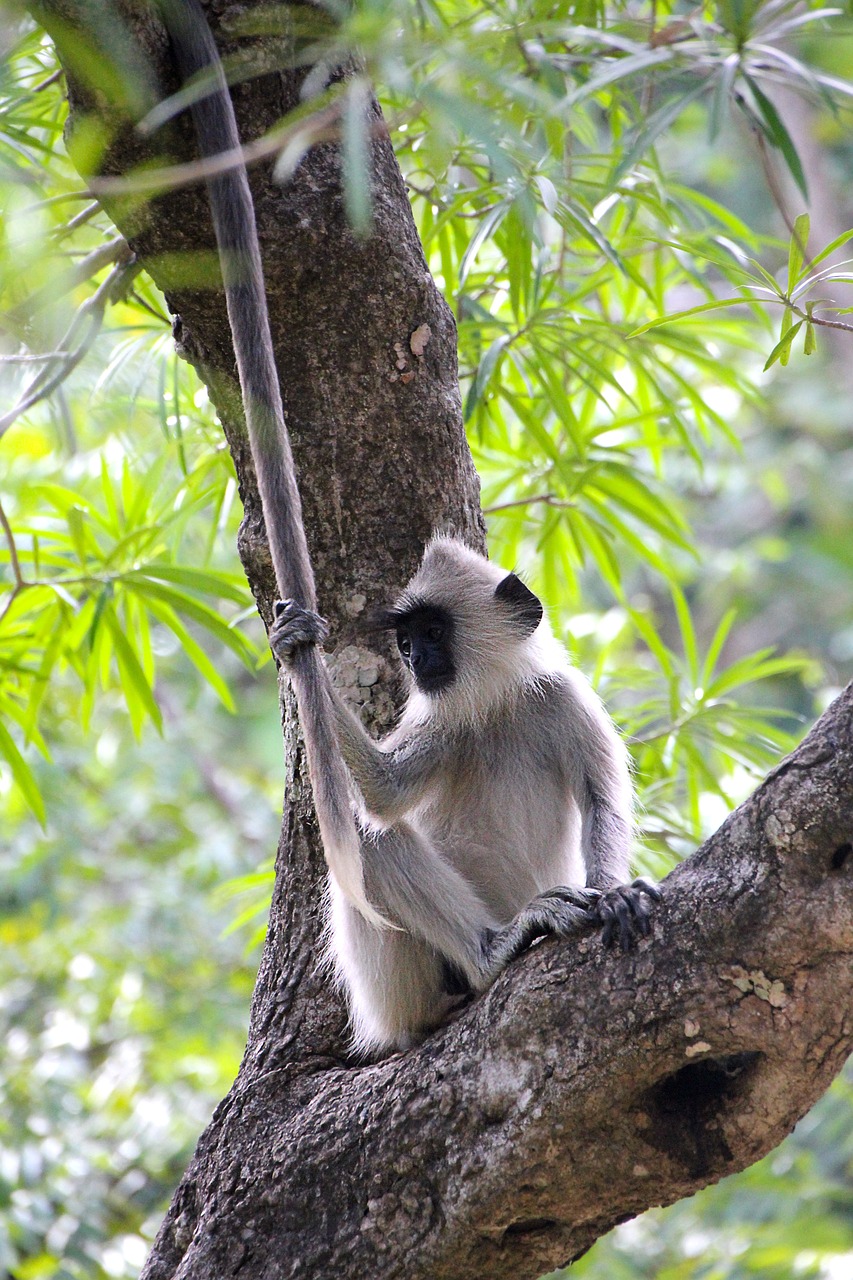 Image - monkey tree cute äffchen animal