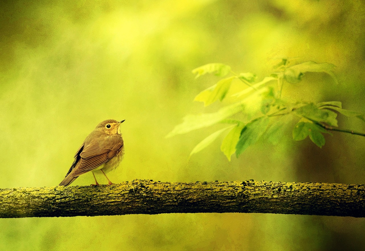 Image - background texture bird animal