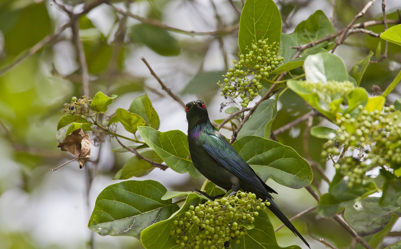 Image - bird red eyes aporonisu metallica