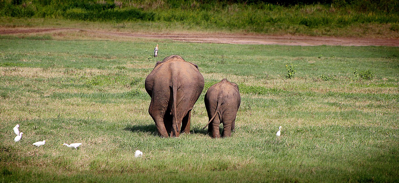 Image - elephant move back safari butt