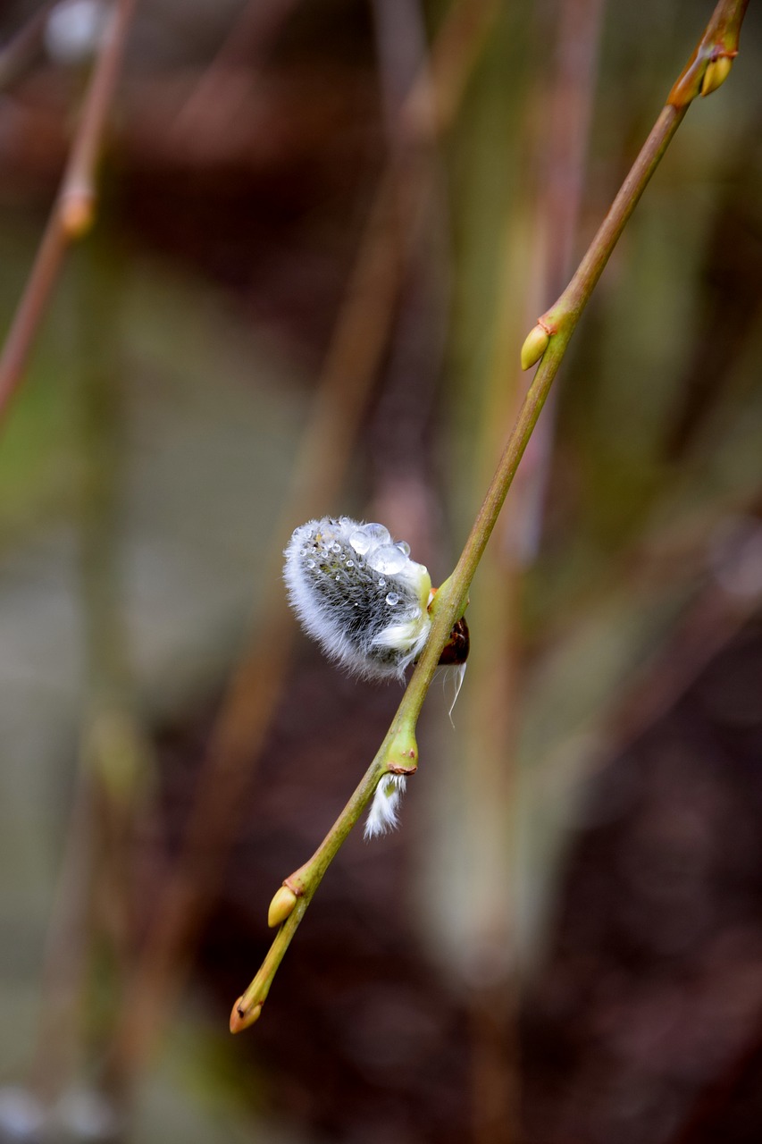 Image - branch drip dew wet bud nature