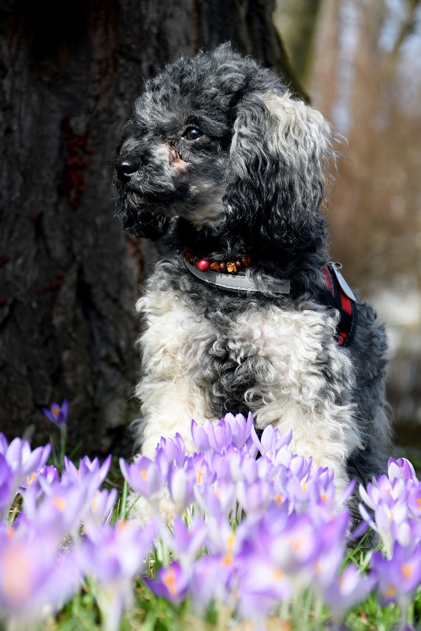 Image - dog miniature poodle poodle crocus