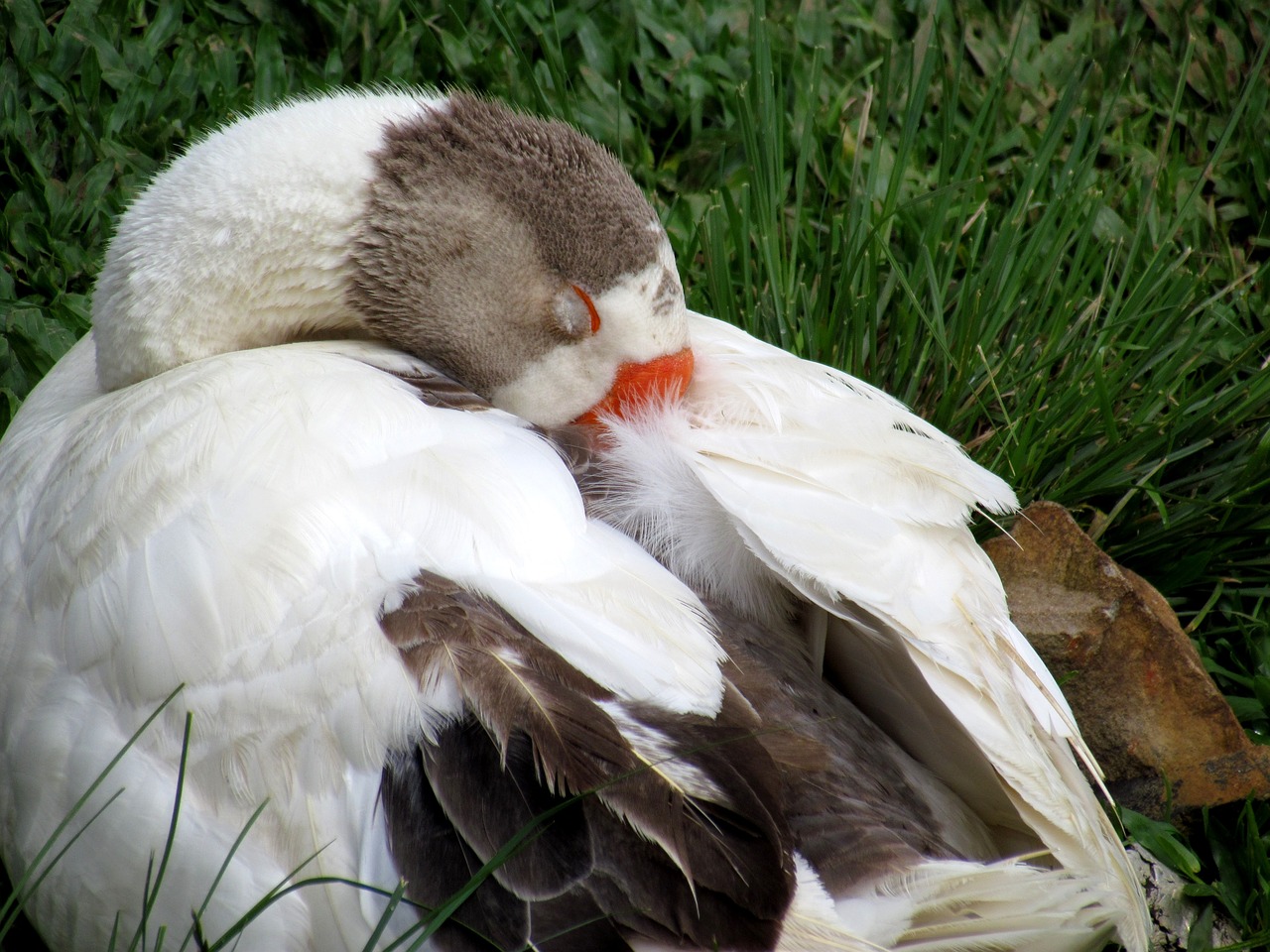 Image - duck nature sunbathing lake