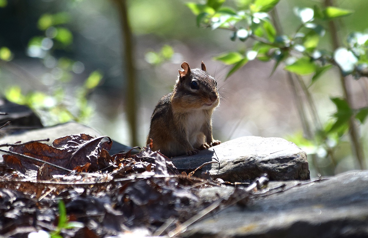 Image - backlit chipmunk eastern chipmunk