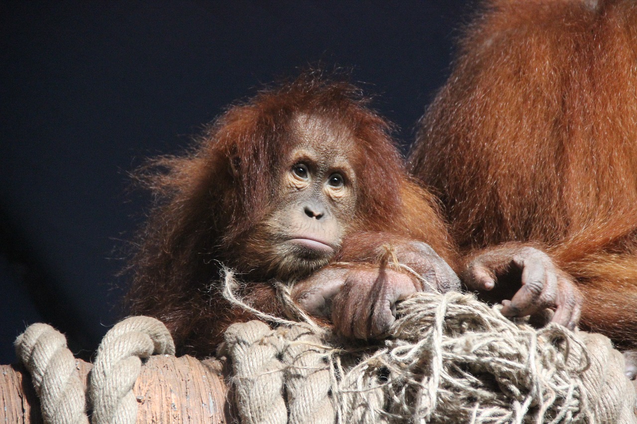 Image - monkey animals orangutan redhead