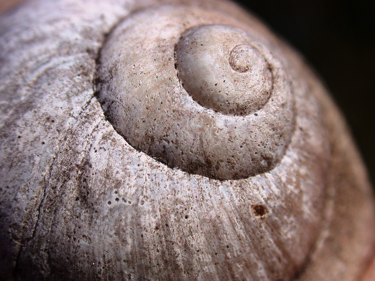 Image - snail conch nature snail shell