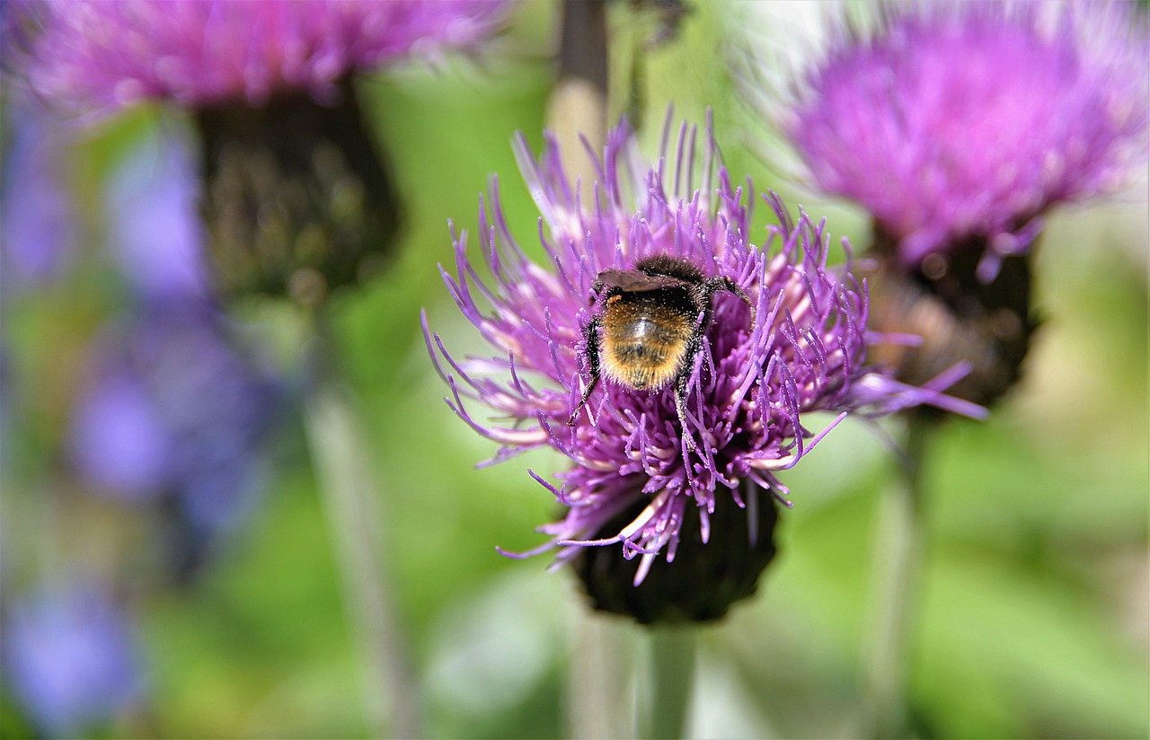 Image - mountain bumblebee hummel wegdistel