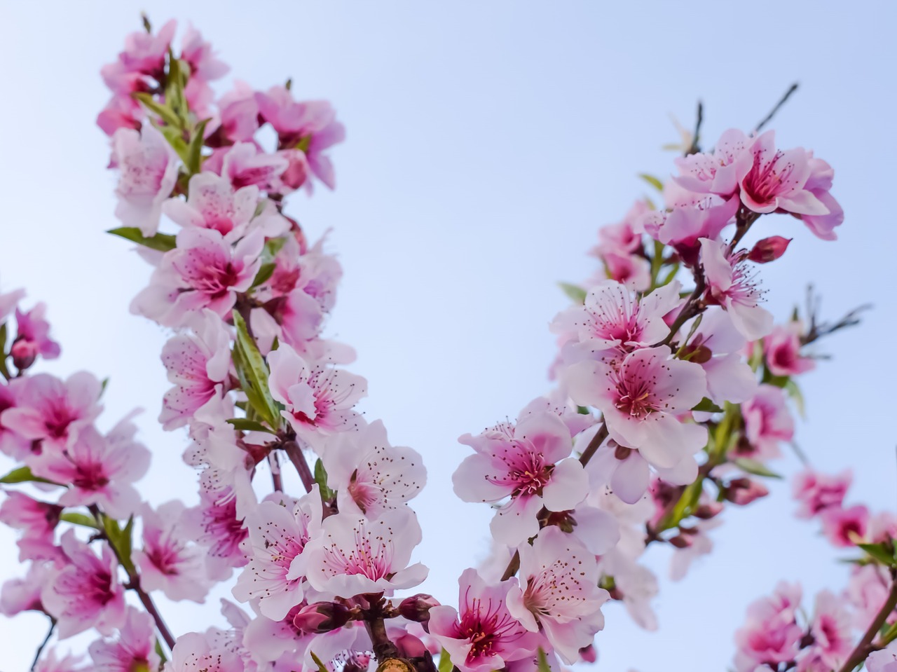 Image - flowers blossom pink tree