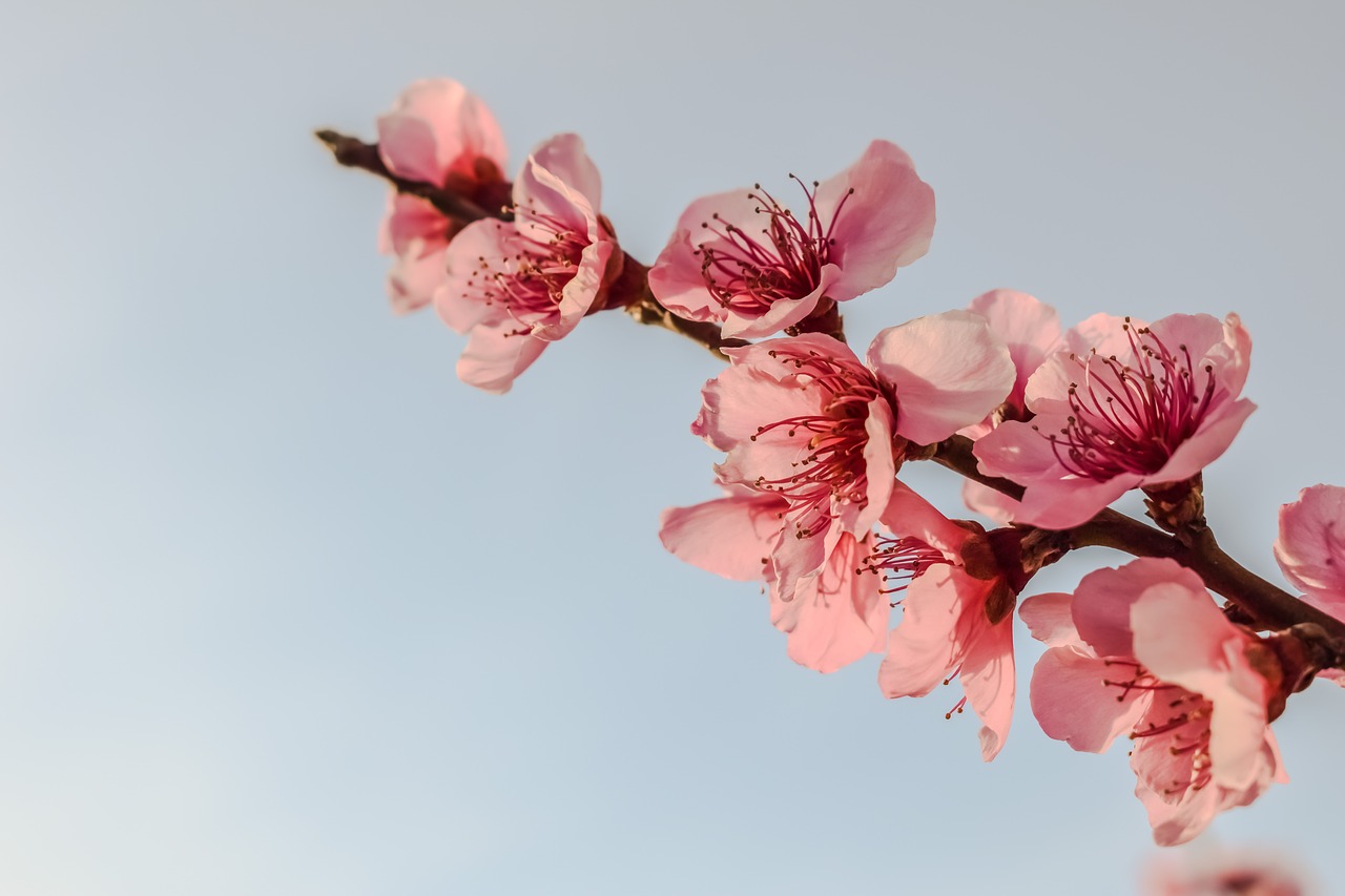 Image - flowers blossom pink tree