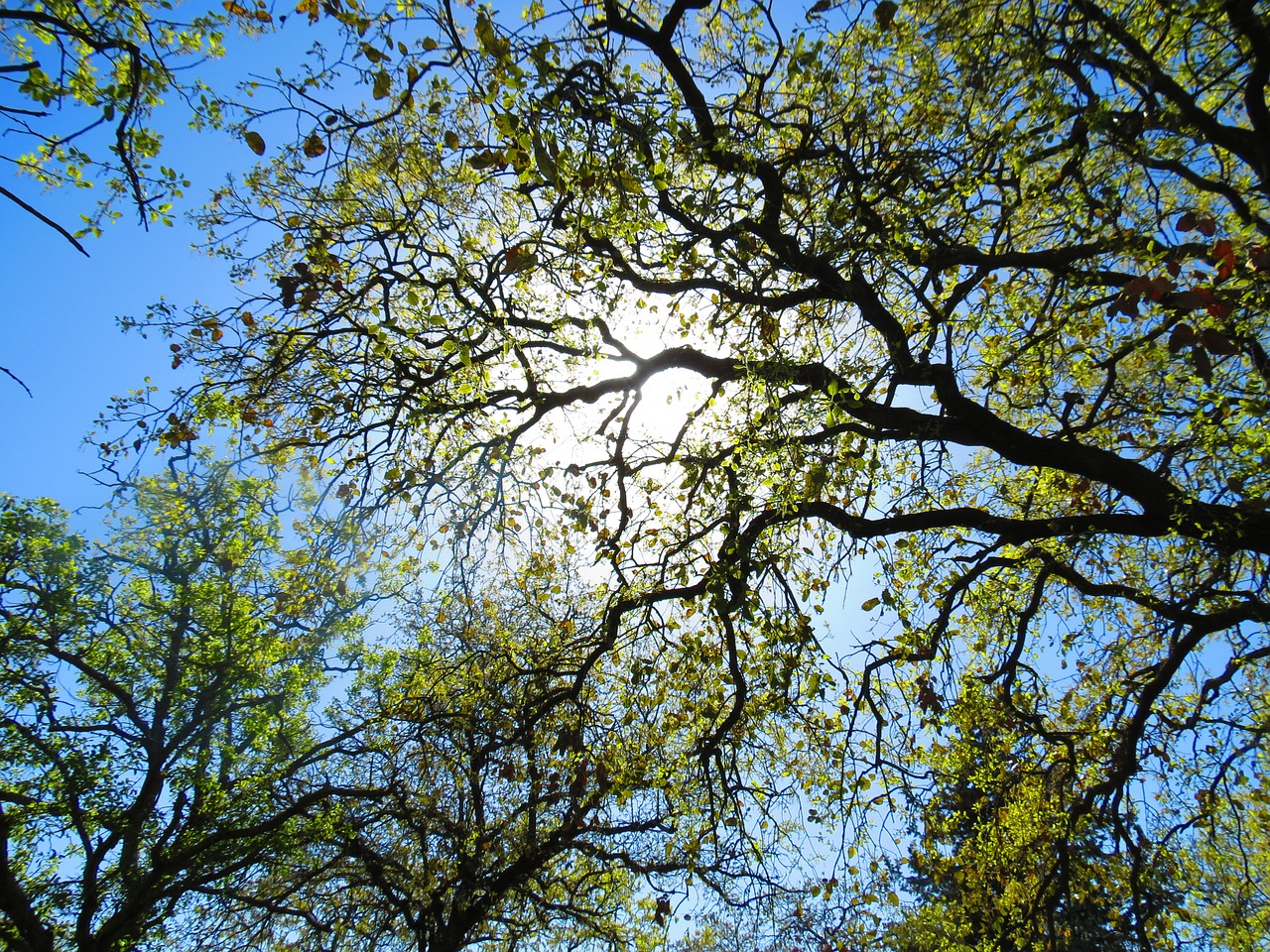 Image - tree plant green nature garden