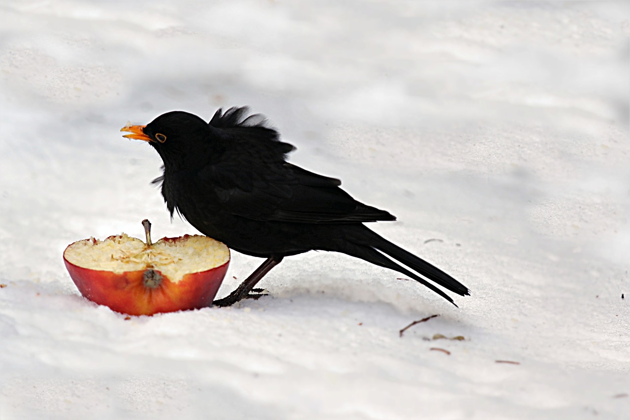 Image - bird throttle turdus philomelos
