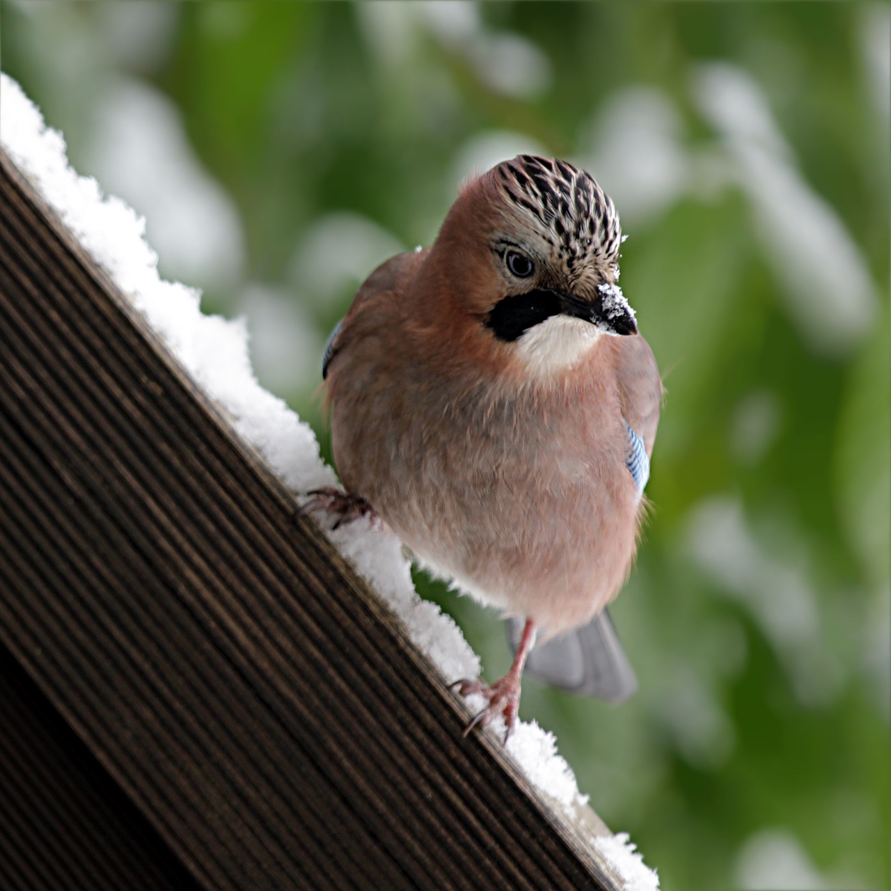 Image - bird jay garrulus glandarius winter