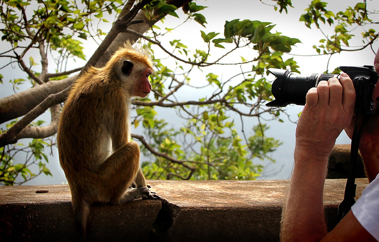 Image - monkey model camera close