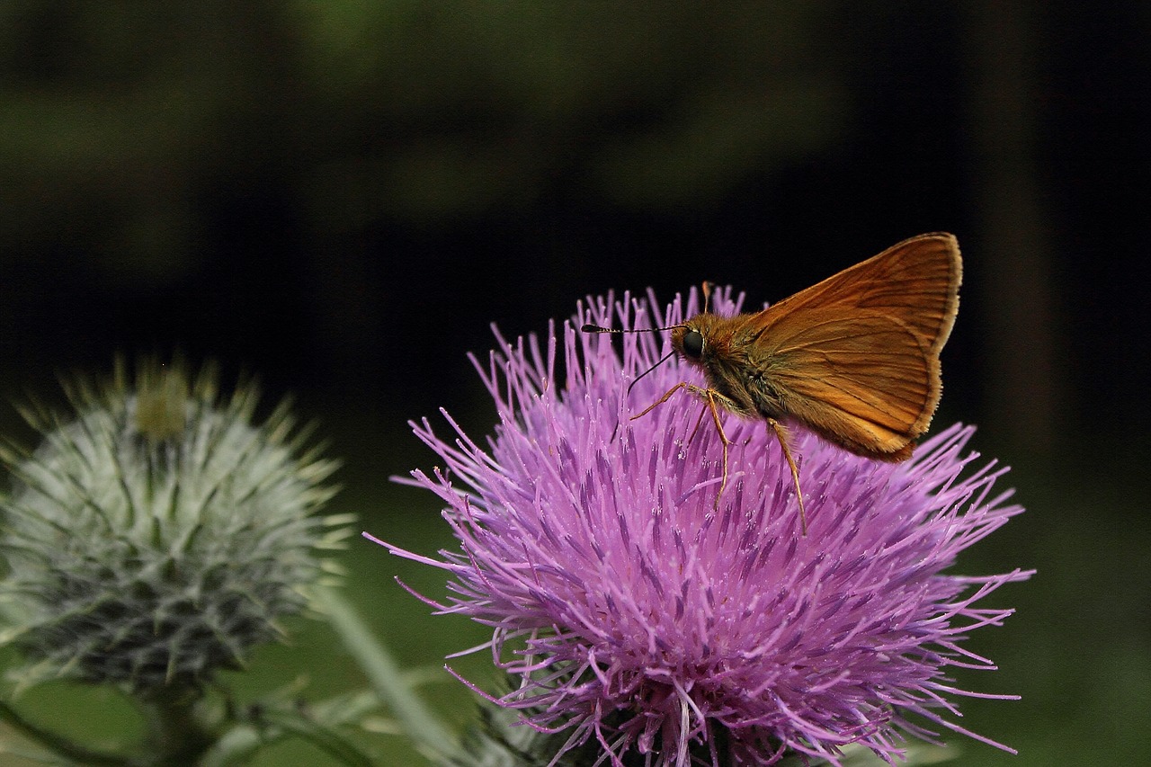 Image - giant trevally butterfly insect