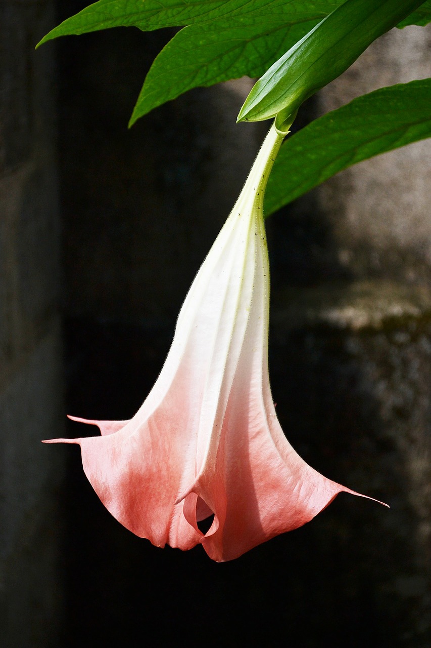 Image - big flower corn shape flower