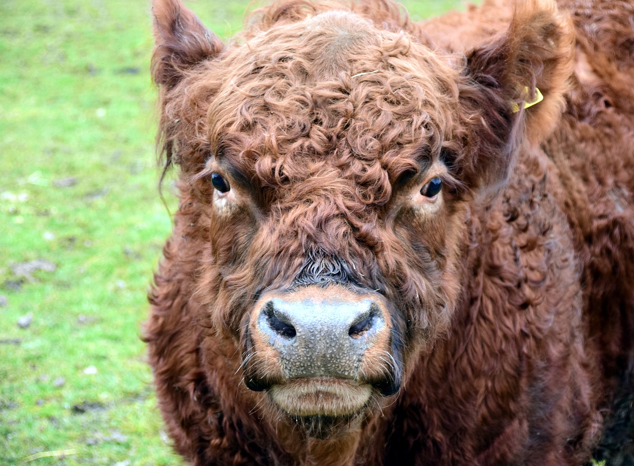 Image - highland beef bull boy galoway