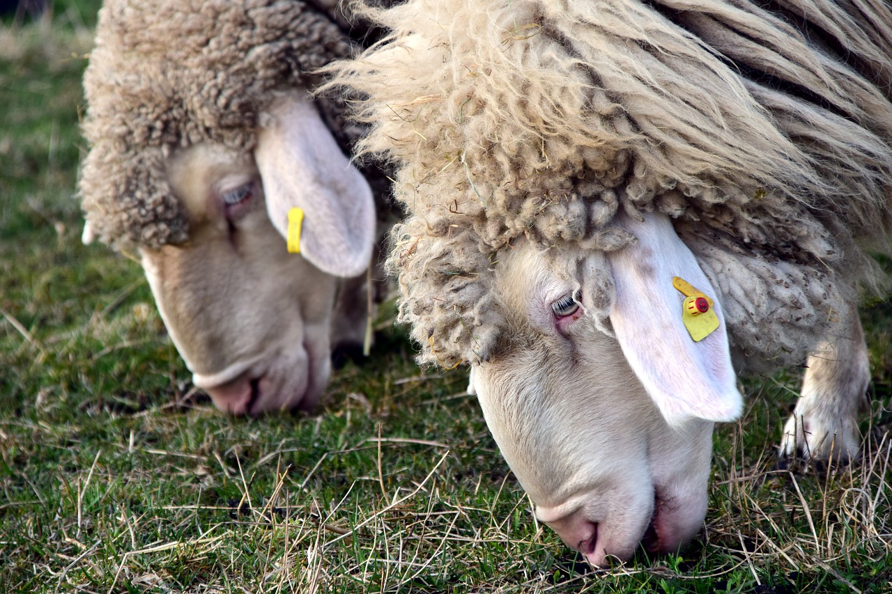 Image - sheep eat head pasture