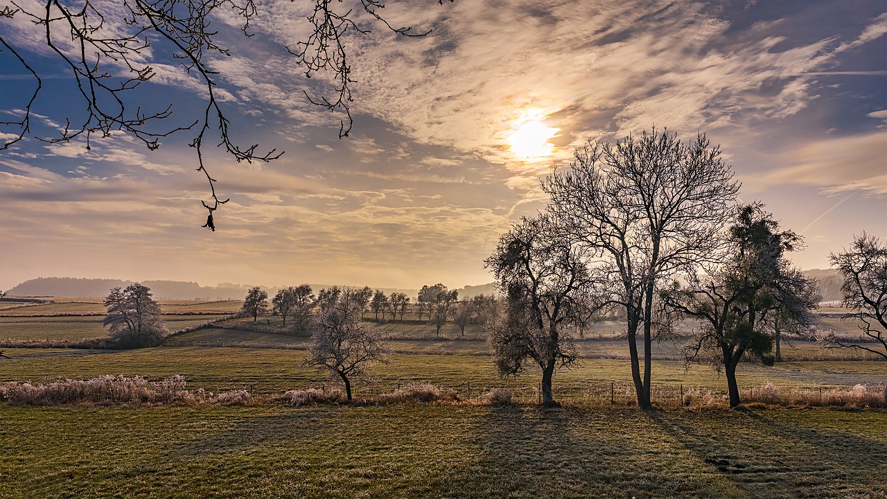 Image - wintry winter cold sunrise tree