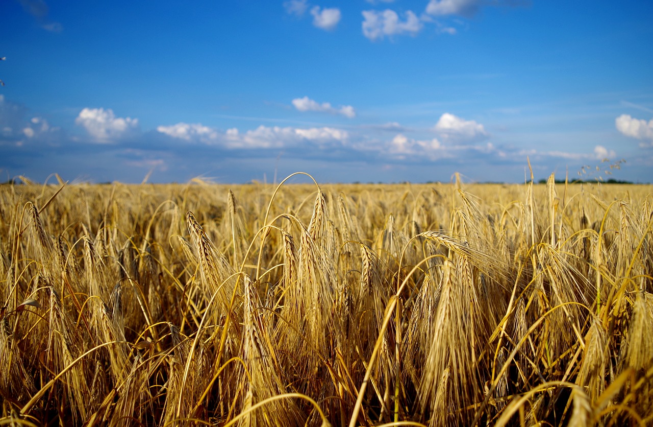 Image - field wheat summer landscape grain
