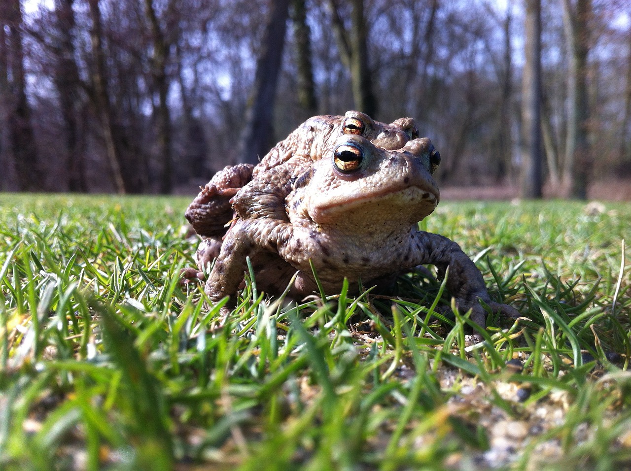 Image - frogs golf nature france green