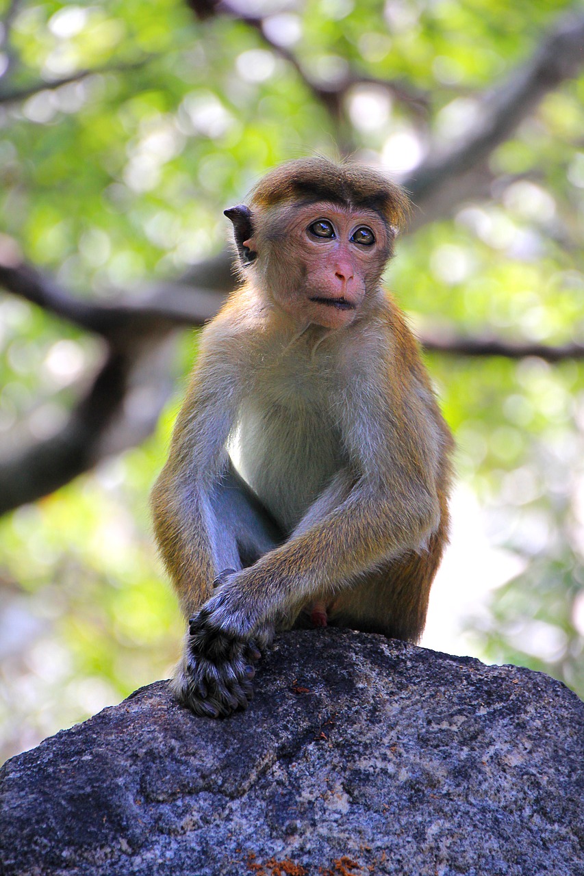 Image - monkey makake sri lanka cute sad