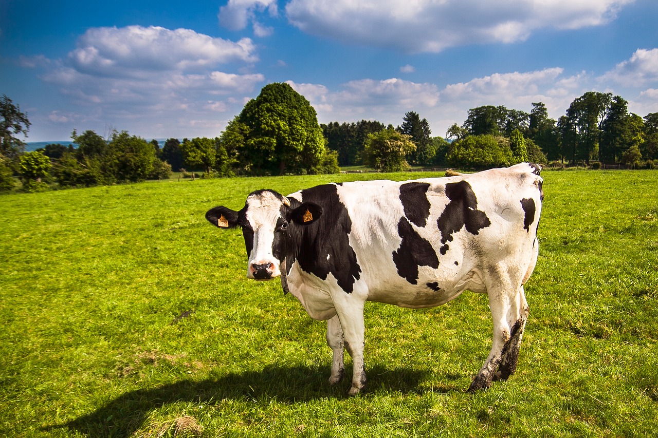 Image - cow landscape grass field prairie