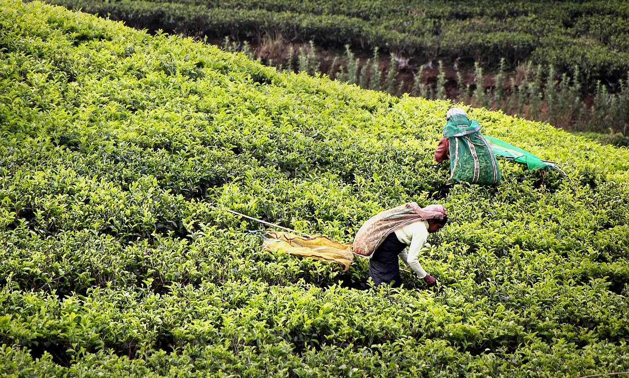 Image - tea harvest tee tea plantation