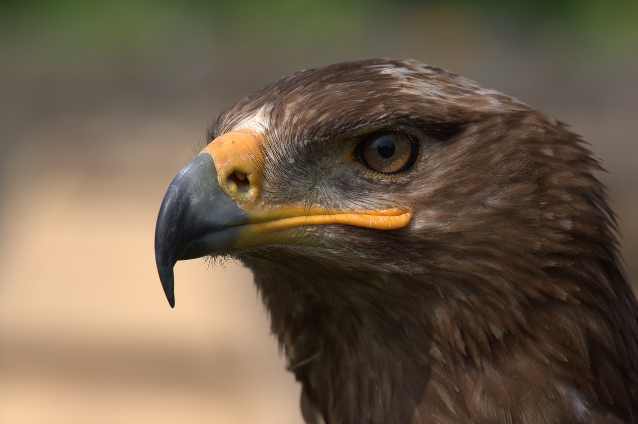 Image - steppe eagle adler bird falkner