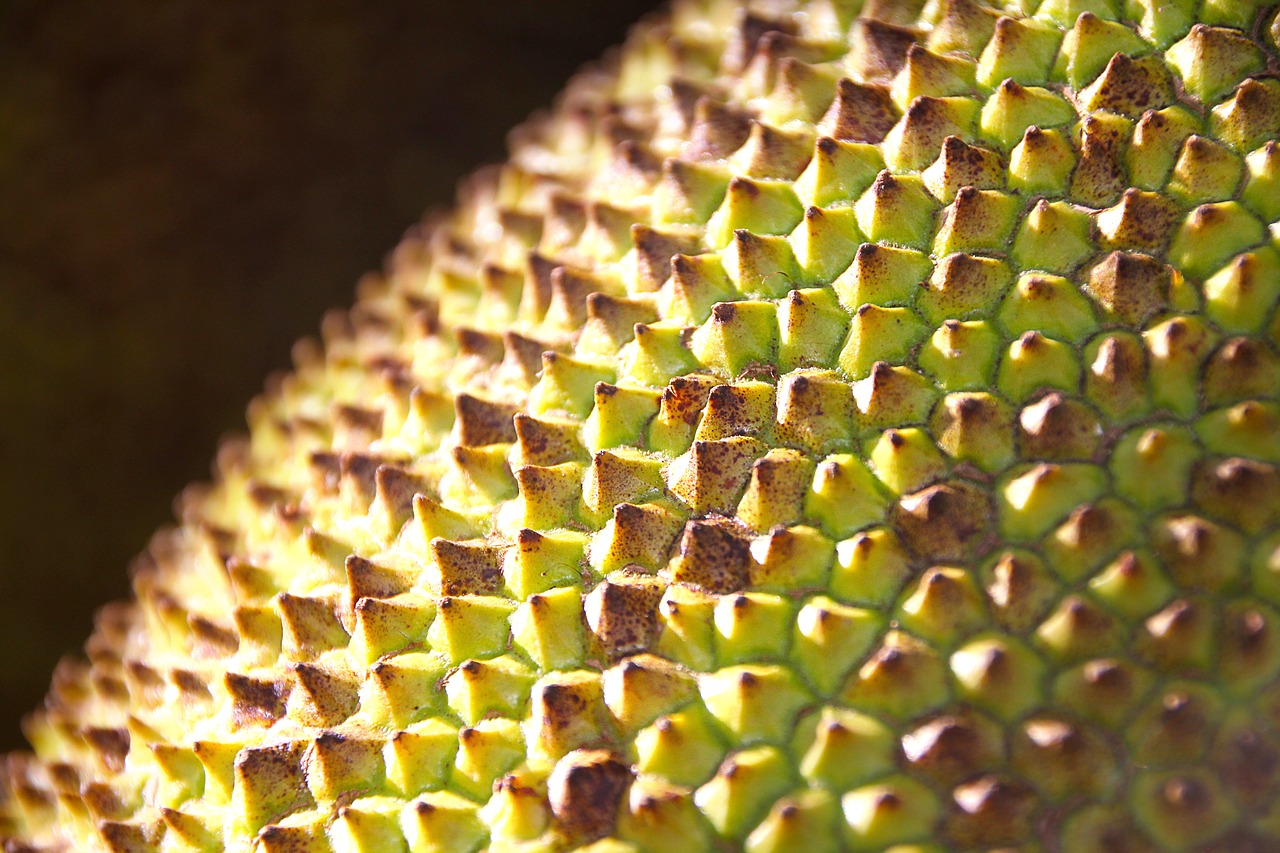 Image - jack fruit sting texture fruit