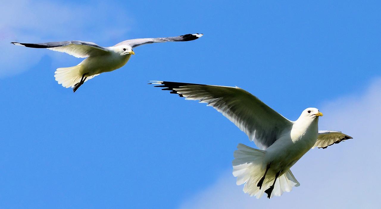 Image - birds seagulls nature wing gull