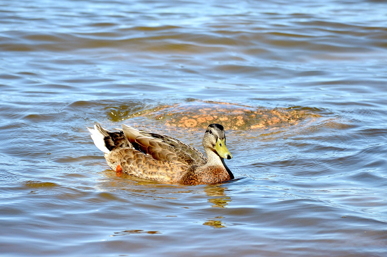 Image - duck summer water pond