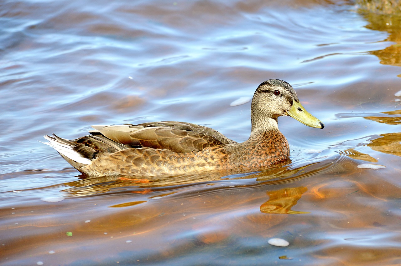 Image - duck summer peterhof lake nature