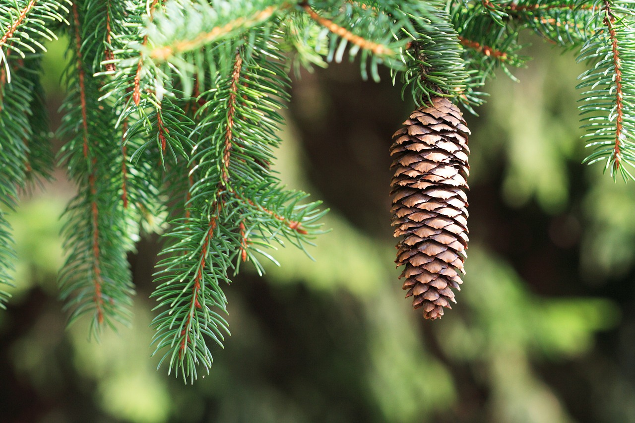 Image - branch cone conifer coniferous